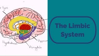 The Limbic System [upl. by Felicdad]