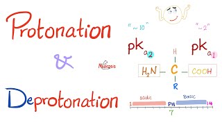 Amino Acids Part 3 pH and Pka  Biochemistry for MCAT DAT NEET [upl. by Dagley]