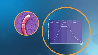 Bacterial Growth in the Lab [upl. by Narak]