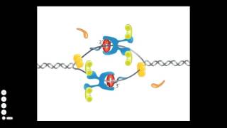 Bacterial DNA Replication [upl. by Anemij598]