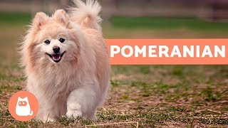 All About the POMERANIAN  Characteristics and Care [upl. by Gean863]