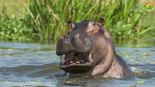 Murchison Falls Uganda [upl. by Naujat390]