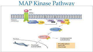 Fibroblast Growth factor FGF and signaling pathwayMAPK Signaling Pathway [upl. by Kelcie]