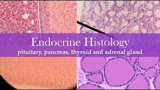 Endocrine histology [upl. by Eisle]