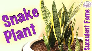 How to Propagate amp Repot Snake Plants Complete with Updates [upl. by Eardnaed601]