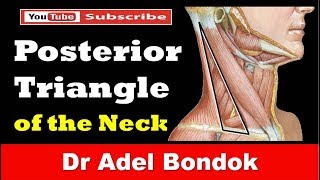 Posterior Triangle of the Neck Dr Adel Bondok [upl. by Jutta313]