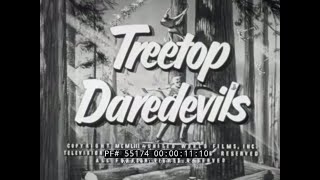 quot TREETOP DAREDEVILS quot 1950s LUMBERJACK amp LUMBER INDUSTRY FILM 55174 [upl. by Ennairek991]