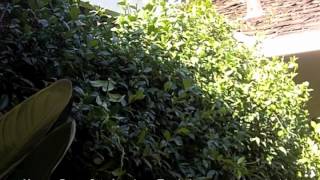 How To Prune Star Jasmine  Trachelospermum jasminoides [upl. by Proud]