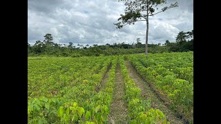 LE PROCESSUS DE CRÉATION DUNE PLANTATION DHÉVÉA [upl. by Nelo]