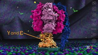 ATP synthase in action [upl. by Nylirej]