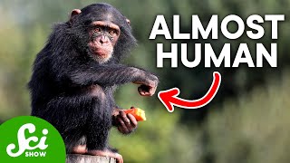 How Humans Are Almost Identical to Chimps According to DNA [upl. by Pentha]