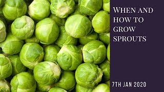 When and how to grow Brussels sprouts [upl. by Scotty929]