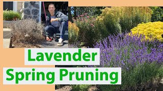 Lavender Spring Pruning Guide [upl. by Marcie]