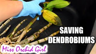 Saving Dendrobium Orchids with mushy yellow leaves  Long transport [upl. by Agathe]