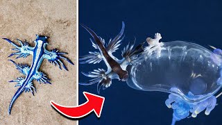 Blue Sea Dragon Fact You NEED To Know About [upl. by Otrepur575]