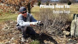 Pruning How To Russian Sage [upl. by Igor492]