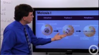 Meiosis [upl. by Hafinah968]