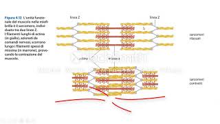La contrazione muscolare [upl. by Enelyad]
