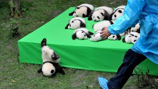 AWW SO CUTE BABY PANDAS Playing With Zookeeper  Funny baby pandas  Baby panda falling [upl. by Ahsekyw]