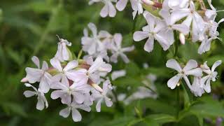 How to Grow Soapwort [upl. by Tewell]