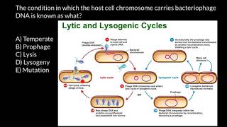 Bacteriophage Hybrid Medical Animation HD [upl. by Zitah]