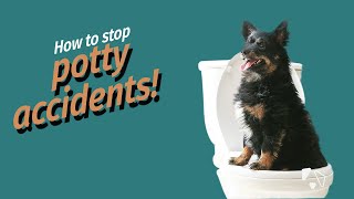 How to stop my dog from pooping in the house [upl. by Anned]