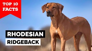 Rhodesian Ridgeback  Top 10 Facts [upl. by Nneb]