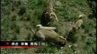 Turkish Kangal Dogs vs Tigers amp Lions [upl. by Lua]