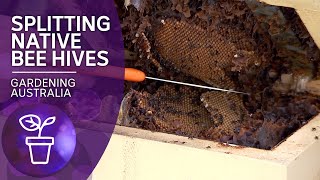 Native bee hives and how to split them  Beneficial animals and insects  Gardening Australia [upl. by Adrianna]