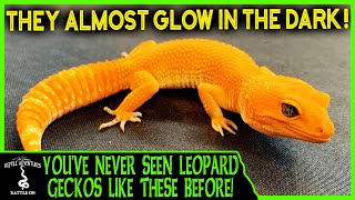 LEOPARD GECKOS LIKE YOUVE NEVER SEEN BEFORE [upl. by Kciregor]