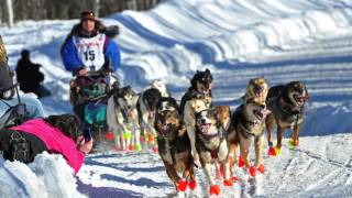 What is the Iditarod  AK Explained [upl. by Heidt]