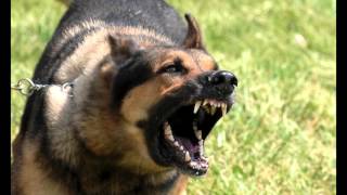 Download Large Dog Growling Sounds Effects MP3 [upl. by Renell]