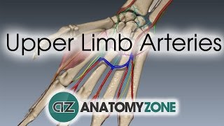 Upper Limb Arteries  Arm and Forearm  3D Anatomy Tutorial [upl. by Nifares846]