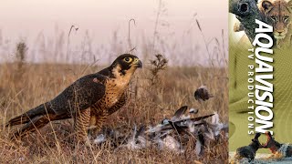 Peregrine Falcon Hunting 🦅  Falconeering [upl. by Atikihc610]