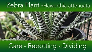 How to Grow The Zebra Plant Succulent  Haworthia attenuata Varieties and Propagation [upl. by Ysnil]