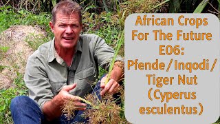 African Crops For the Future E06 PfendeInqodiTiger Nut Cyperus esculentus [upl. by Eceined]