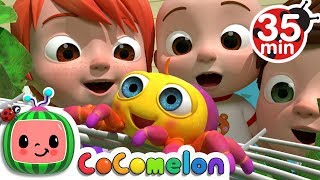 Itsy Bitsy Spider  More Nursery Rhymes amp Kids Songs  CoComelon [upl. by Mot]