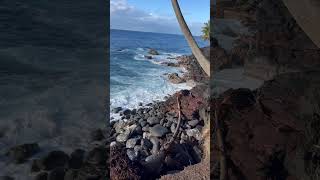 Pahoa Hawaii 🏝️ [upl. by Schuster290]