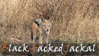 Blackbacked Jackal Canis mesomelas Animal Call amp Video Crocodile Bridge  Stories Of The Kruger [upl. by Gweneth]