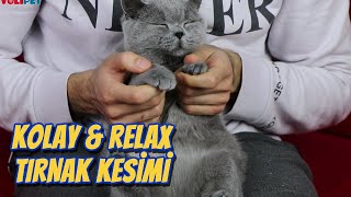 KEDİ TIRNAK KESİMİ 🐱 EN KOLAY YÖNTEM ‼️ Kedi Tırnağı Nasıl Kesilir [upl. by Ermentrude710]