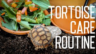 Tortoise Daily Care Routine  Feeding Time [upl. by Fineman]