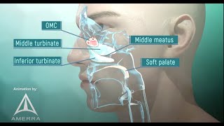 Tour of the Nasal Passage  3D animation [upl. by Yllut]