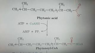 Alpha oxidation of Fatty acids [upl. by Osbert]