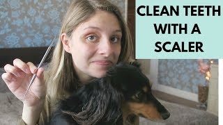 HOW TO CLEAN DOGS TEETH WITH SCALER  POSITIVE TRAINING [upl. by Goltz590]