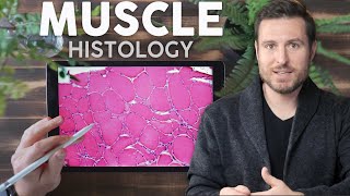 Muscle Histology Explained for Beginners  Corporis [upl. by Veneaux]