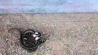 California Kingsnakes Gopher Snake Meal [upl. by Derward89]