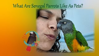 What Is a Senegal Parrot Like As A Pet [upl. by Lleuqar]