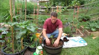 Growing Cherry Tomatoes in Containers Container Soil Fertilizers Planting  A KIS Series 12 [upl. by Ayerdna381]