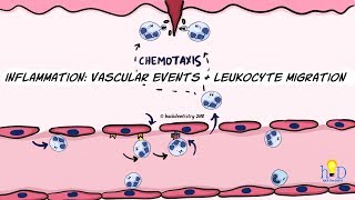 Inflammation Vascular events and leukocyte migration [upl. by Salim171]