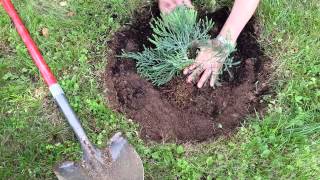 Planting Giant Sequoias [upl. by Assin]